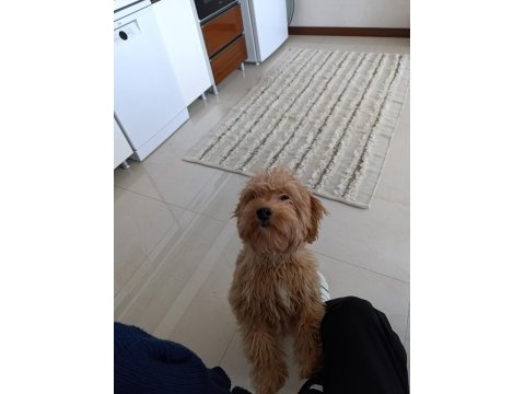 Toy poodle ve maltipoo köpeklerimizi sahiplendirme