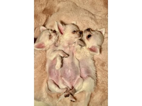 Şampiyon kan hattına sahip chihuahua bebeklerim