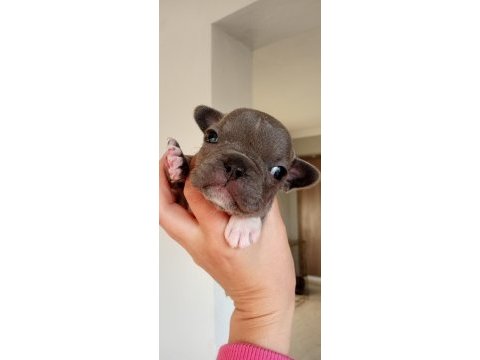Egzotic blue french bulldog kaliteli bebekler