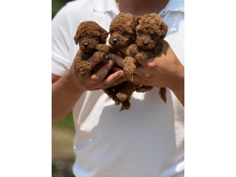 Toy poodle bebekler 