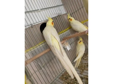 Yavru veren takım kuşlarım