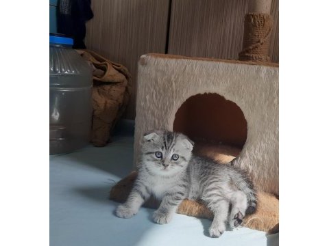 Bayram şekerleri scottish fold