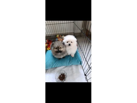 Pomeranian boo bebeklerimiz yeni sahiplerini bekliyorlar