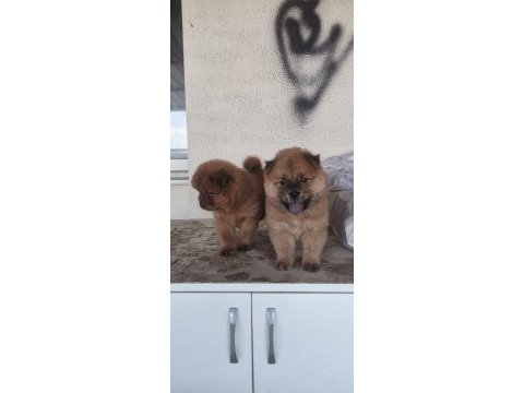 Erkek dişi 45 günlük yavrular chow chow