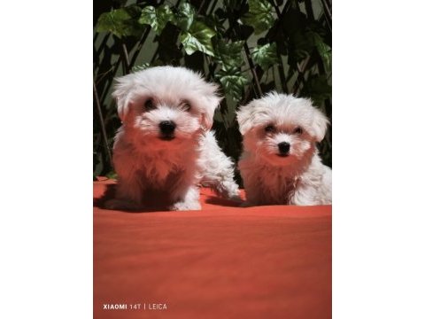 Maltese terrier yavrular