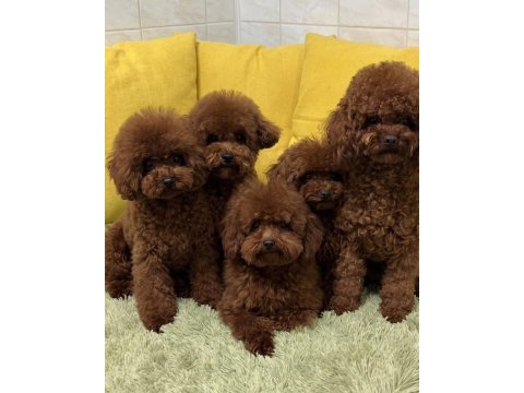 Poodle yavruları