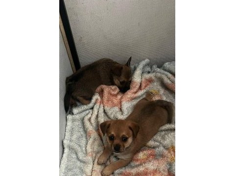 6 aylık ırkının tüm özelliklerini taşıyan pinscher