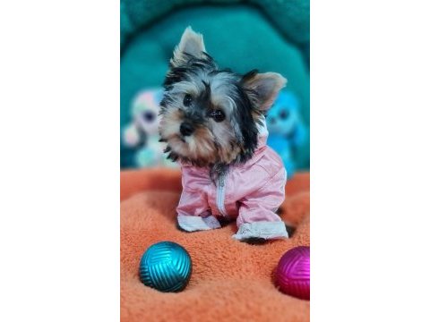 Şecereli teacup dişi yorkshire terrier yavrumuz