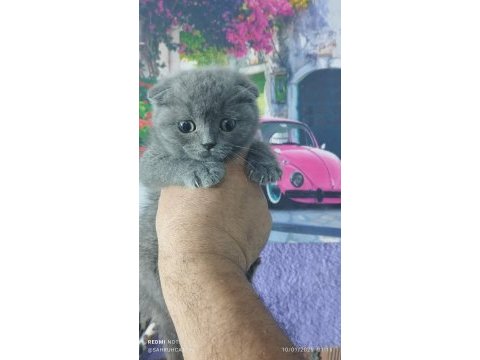 Fawn ve blue british shorthair yavrularım hazır