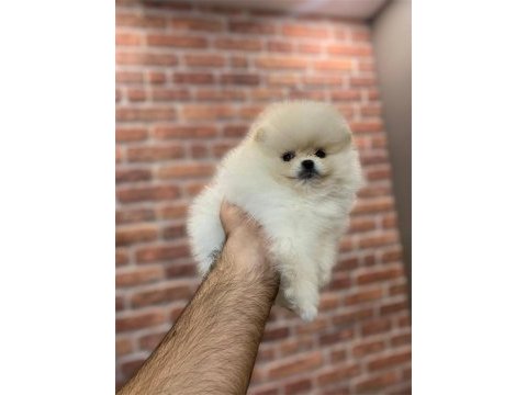 Üst düzey dişi pomeranian yavrular
