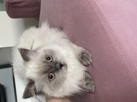 İnsanlarla arası çok iyi olan cana yakın bir yavrumuz kedim