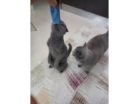 Scottish fold erkek 3 yaşında