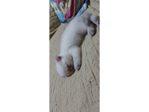 Scottish fold blue point