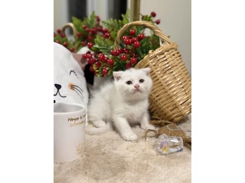 Scottish fold white