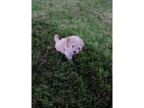 Maltipoo f2 dişi