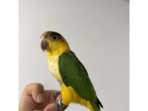 Çok oyuncul kayık papağanı