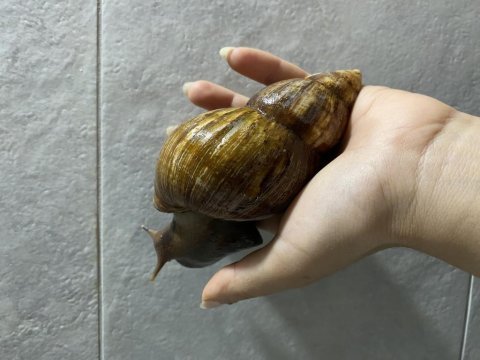 Dev afrika salyangozları