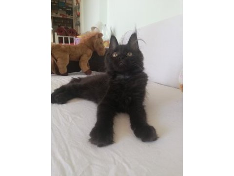 Efsane maine coon yavrular