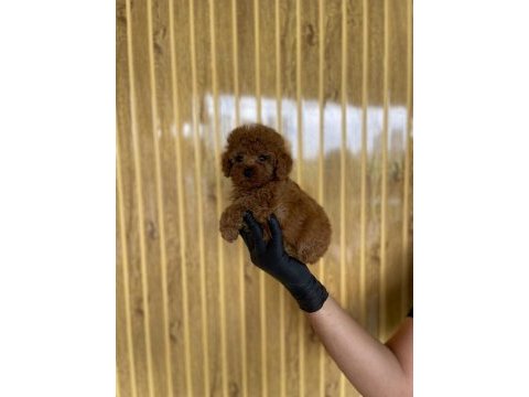 Toy poodle bebekler referans yavrular