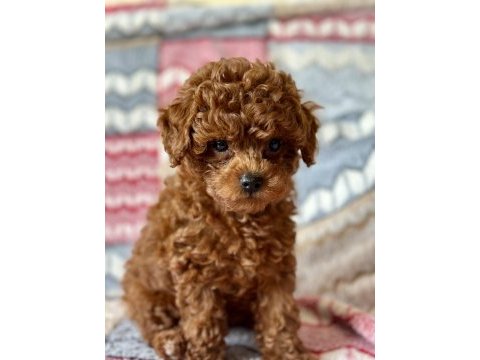 Toy poodle köpeğimiz