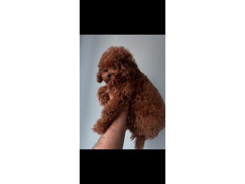 Toy poodle 6 aylık köpeğimiz