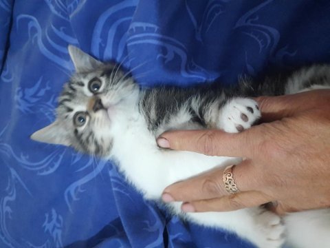 Son british shorthair yavrumuz