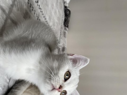 Sliver yavru kedi