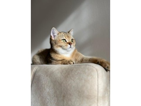 British shorthair gold