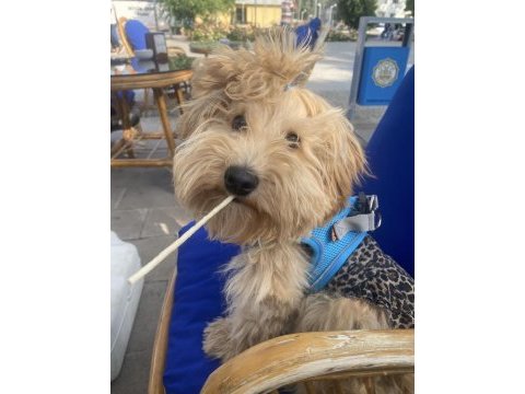 Yuvarlak surat maltipoo