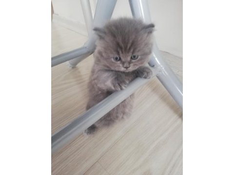 British longhair yavrularım hazırlar