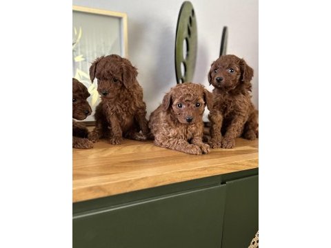 Toy poodle bebeklerim sakarya