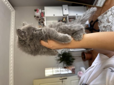 British longhair 2 buçuk aylık