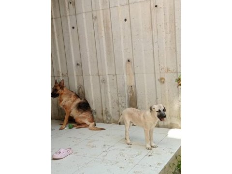 2,5 aylık kangal yavrusu