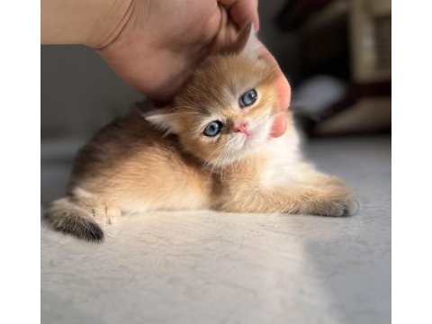 Ny11 golden harika kalite golden british shorthair