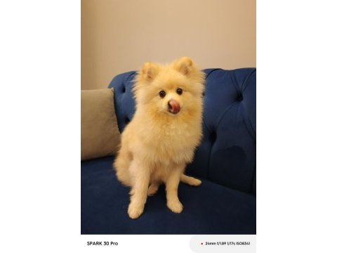 Pomeranian boo köpeği 10 aylık