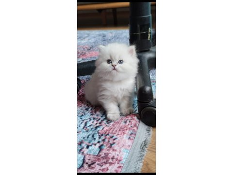 Silver british longhair dişi ve erkek bebekler