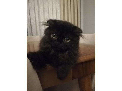 Siyah british longhair