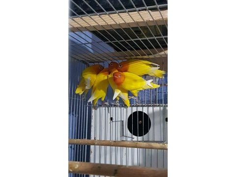 Lutino albino cennet papağanı