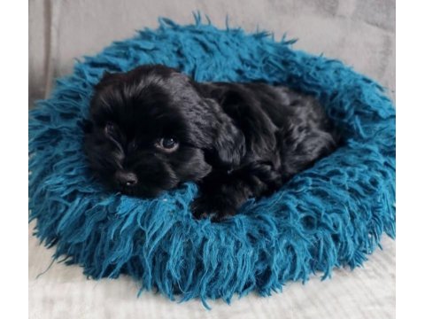 Black yorkshire terrier