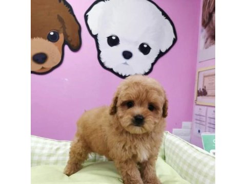 F2 maltipoo yavruları
