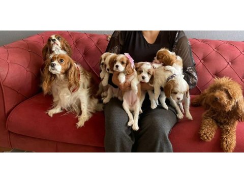 Sağlık ırk garantili cavalier king charles yavrular