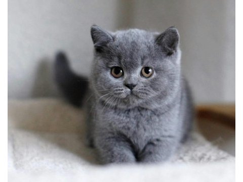 A kalite british shorthair yavrular