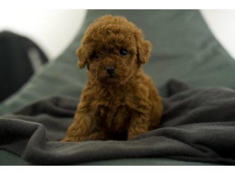 Toy poodle bebekleri