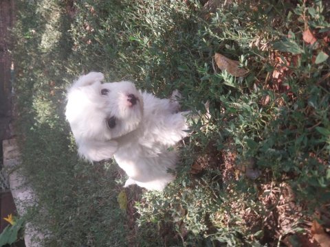 Orijinal maltese terrier yavrularımız