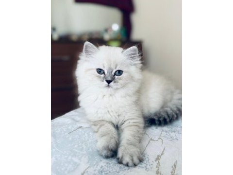 Safkan british longhair / shorthair erkek yavrularımız