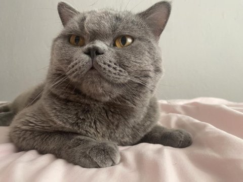 British shorthair kedisi