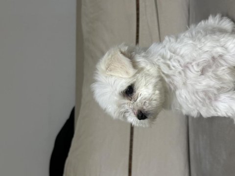 A kalite maltese terrier 3 aylık