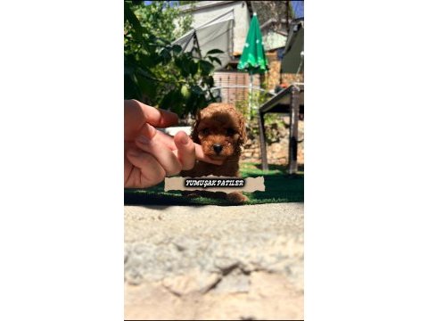Red brown toy poodle
