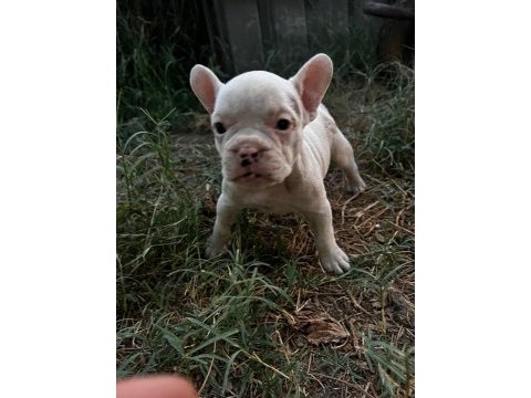 Sevimli french bulldog yavrularımız