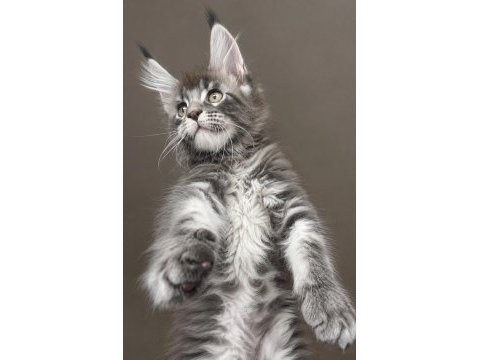 Tam bir vaşak xxxl erkek maine coon